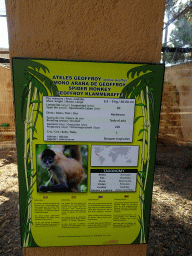 Explanation on the Spider Monkey at the Zoo Area of the Safari Zoo Mallorca