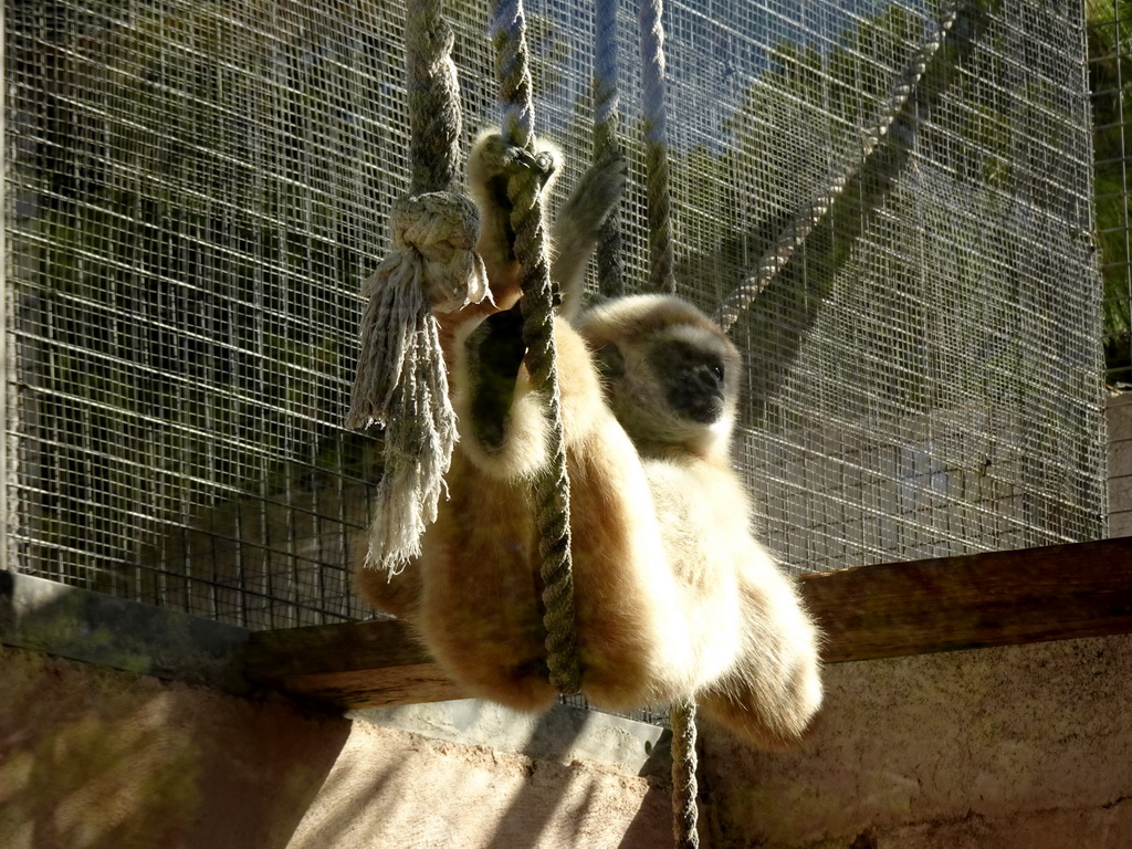 Spider Monkey at the Zoo Area of the Safari Zoo Mallorca