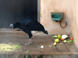 Helmeted Currasow at the Zoo Area of the Safari Zoo Mallorca