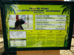 Explanation on the Helmeted Currasow at the Zoo Area of the Safari Zoo Mallorca