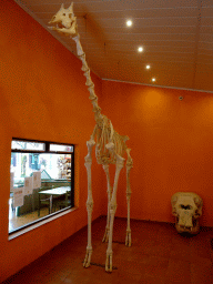 Giraffe skeleton and Elephant skull at the Museum at the Zoo Area of the Safari Zoo Mallorca