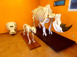 Elephant skull, Bear skeleton and Rhinoceros skeleton at the Museum at the Zoo Area of the Safari Zoo Mallorca