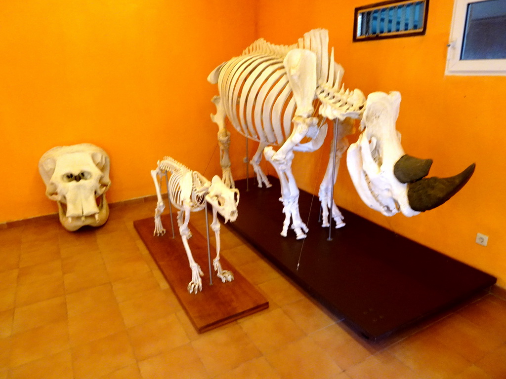 Elephant skull, Bear skeleton and Rhinoceros skeleton at the Museum at the Zoo Area of the Safari Zoo Mallorca