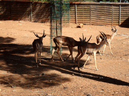 Deer at the Zoo Area of the Safari Zoo Mallorca