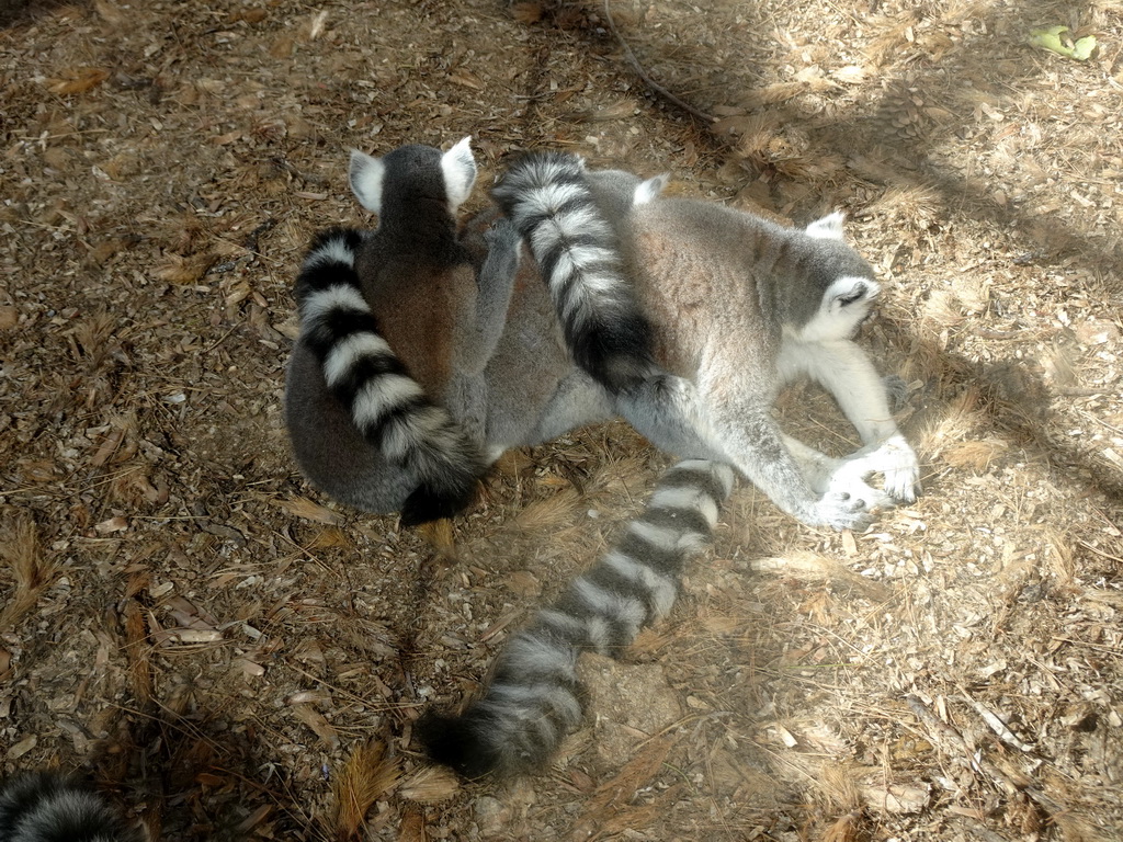 Ring-tailed Lemurs at the Zoo Area of the Safari Zoo Mallorca