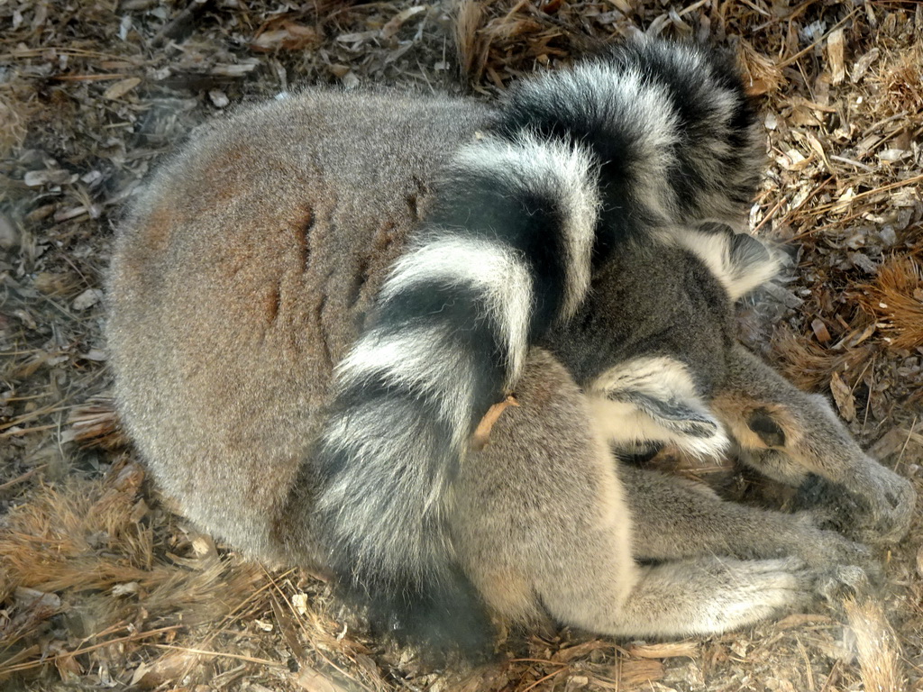 Ring-tailed Lemurs at the Zoo Area of the Safari Zoo Mallorca