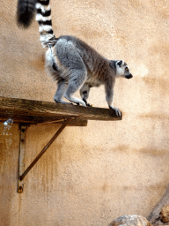 Ring-tailed Lemur at the Zoo Area of the Safari Zoo Mallorca