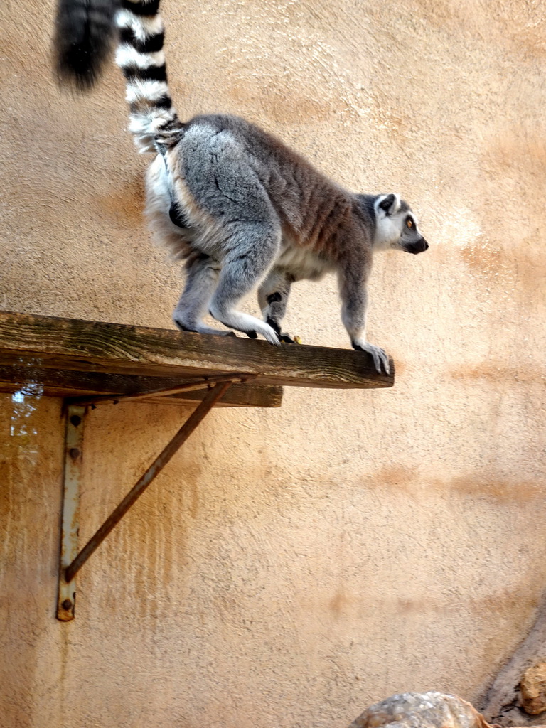 Ring-tailed Lemur at the Zoo Area of the Safari Zoo Mallorca