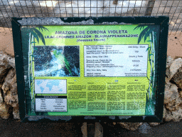 Explanation on the Lilac-crowned Amazon at the Zoo Area of the Safari Zoo Mallorca
