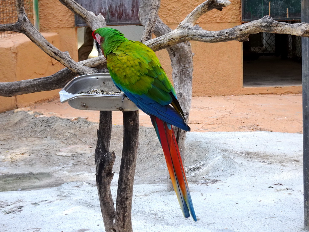 Lilac-crowned Amazon at the Zoo Area of the Safari Zoo Mallorca