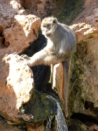 Crab-eating Macaque at the Zoo Area of the Safari Zoo Mallorca