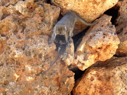 Crab-eating Macaques at the Zoo Area of the Safari Zoo Mallorca