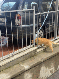 Cat at the Parking Lot Fratelli Milano at the Viale Pasitea street