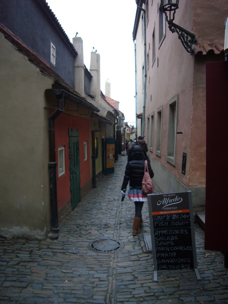 Miaomiao in the Golden Lane