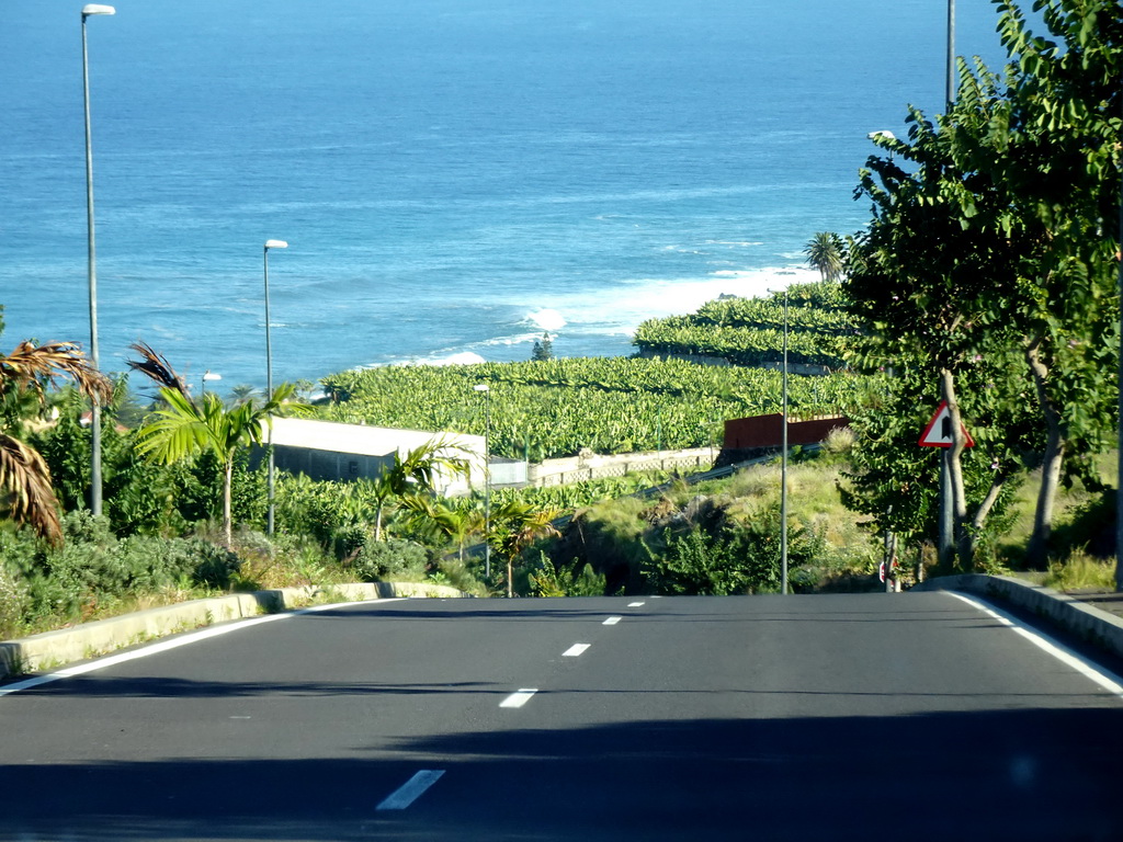 Banana trees on the west side of the city, viewed from the rental car on the TF-316 road