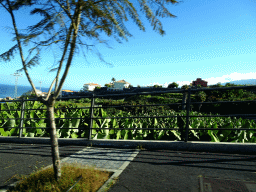 Banana trees on the west side of the city, viewed from the rental car on the TF-316 road