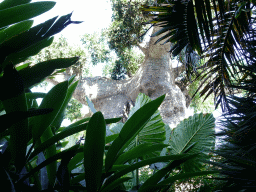 Tree and plants on the path to the Animal Embassy at the Loro Parque zoo, during the Discovery Tour