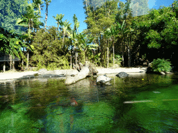 American Alligators and turtles at the Loro Parque zoo, during the Discovery Tour