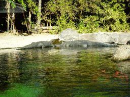 American Alligators at the Loro Parque zoo, during the Discovery Tour
