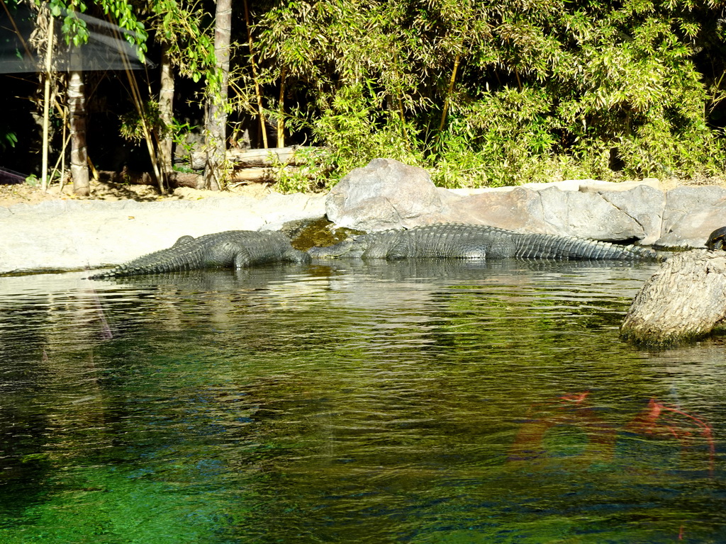 American Alligators at the Loro Parque zoo, during the Discovery Tour