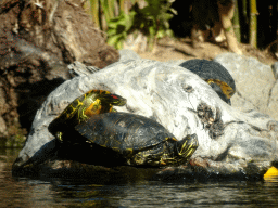 Turtles at the Loro Parque zoo, during the Discovery Tour