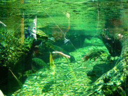 Turtles and fish at the Loro Parque zoo, during the Discovery Tour