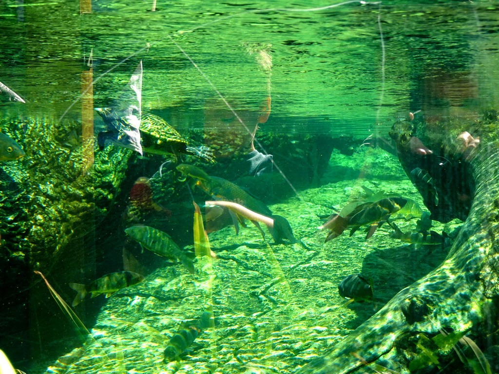 Turtles and fish at the Loro Parque zoo, during the Discovery Tour