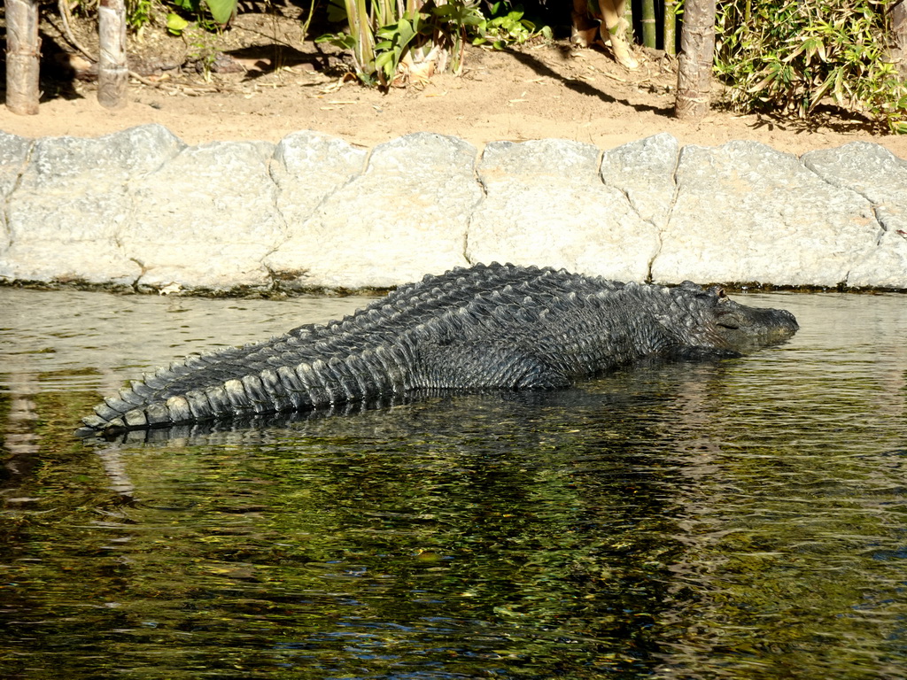 American Alligator at the Loro Parque zoo, during the Discovery Tour