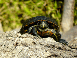 Turtle at the Loro Parque zoo, during the Discovery Tour