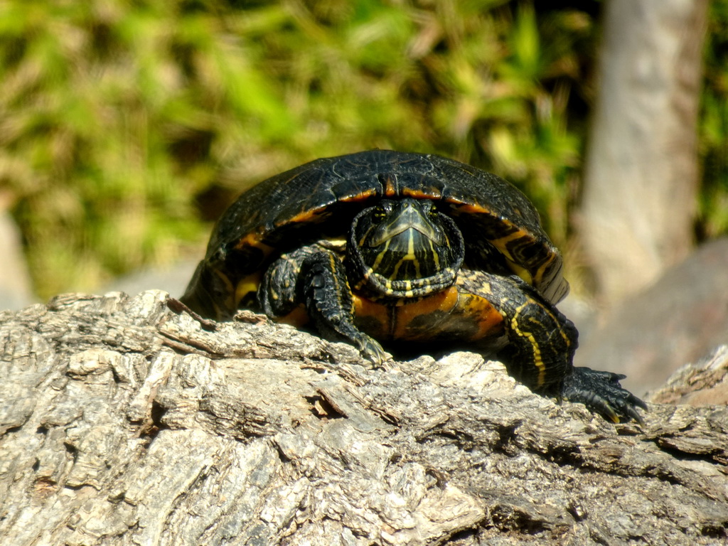 Turtle at the Loro Parque zoo, during the Discovery Tour