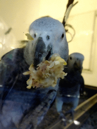 Parrot at the Kindergarten at the Animal Embassy at the Loro Parque zoo, during the Discovery Tour