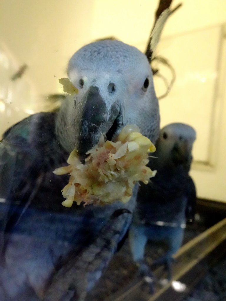 Parrot at the Kindergarten at the Animal Embassy at the Loro Parque zoo, during the Discovery Tour