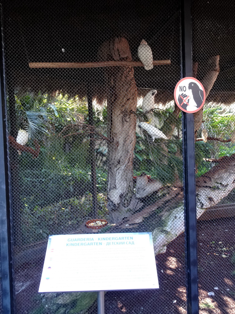 Parrots at the Kindergarten at the Animal Embassy at the Loro Parque zoo, during the Discovery Tour