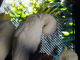 Parrots at the Kindergarten at the Animal Embassy at the Loro Parque zoo, during the Discovery Tour