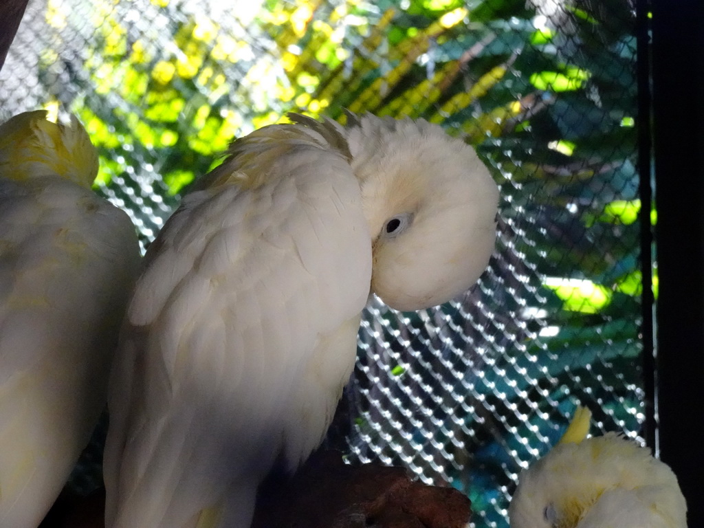 Parrots at the Kindergarten at the Animal Embassy at the Loro Parque zoo, during the Discovery Tour