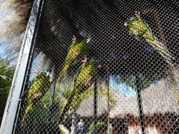 Blue-headed Macaws at the Animal Embassy at the Loro Parque zoo, during the Discovery Tour