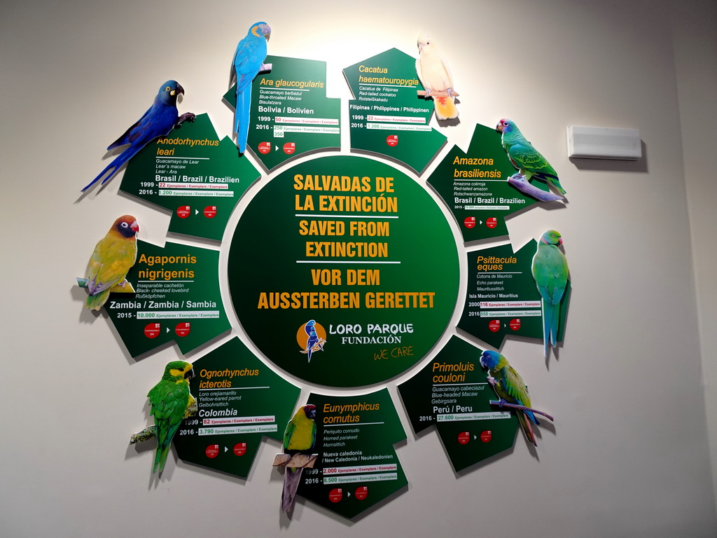 Information on Parrot species saved from extinction by the Loro Parque Foundation, in the Loro Parque Foundation building at the Loro Parque zoo, during the Discovery Tour