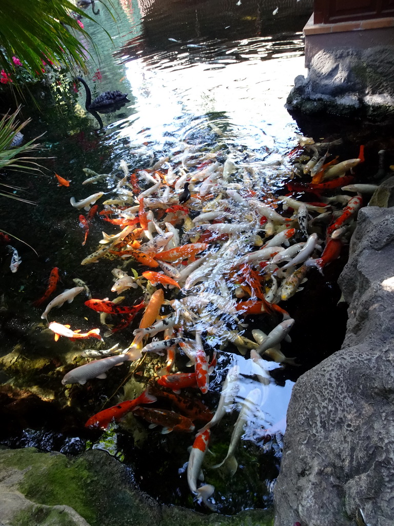 Koi at the pond at the Thai Village at the Loro Parque zoo, during the Discovery Tour