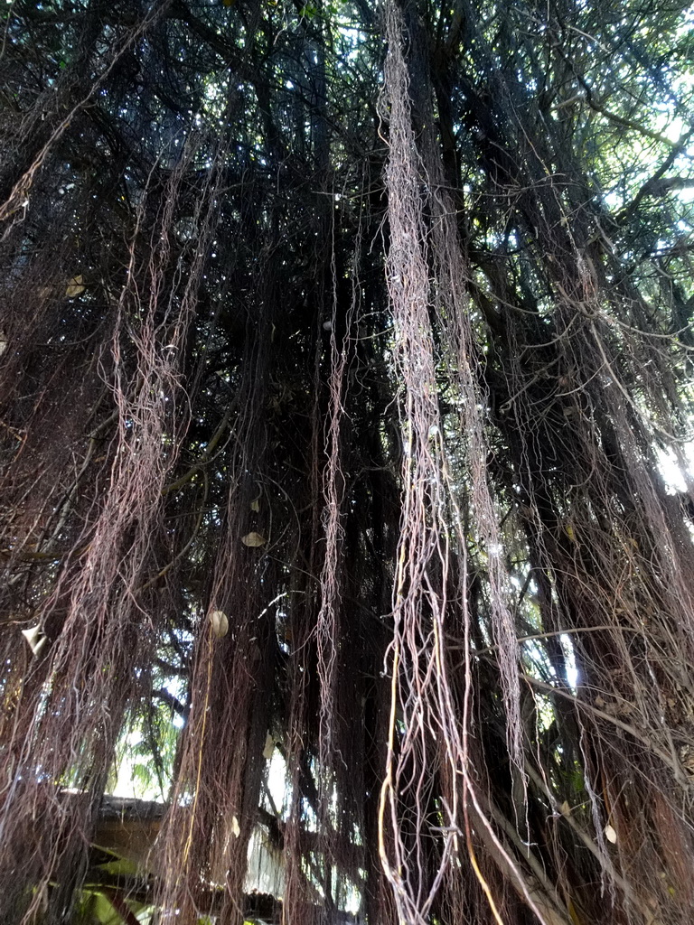 Tree with lianas at the Loro Parque zoo, during the Discovery Tour