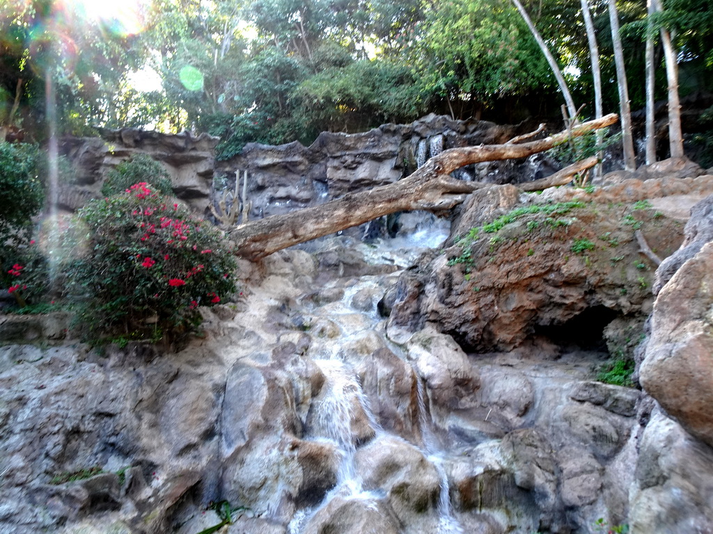 Gorilla and waterfall at the Loro Parque zoo, during the Discovery Tour