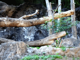 Gorilla at the Loro Parque zoo, during the Discovery Tour