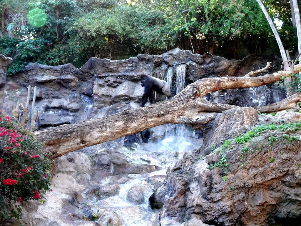 Gorilla and waterfall at the Loro Parque zoo, during the Discovery Tour