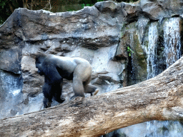 Gorilla and waterfall at the Loro Parque zoo, during the Discovery Tour