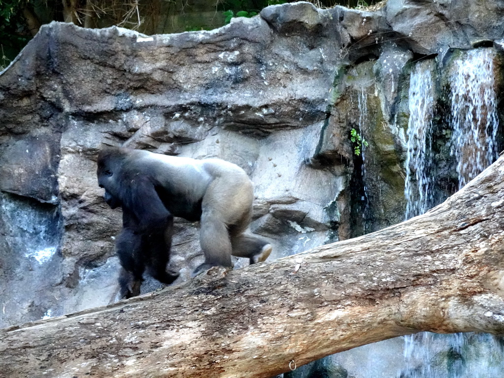 Gorilla and waterfall at the Loro Parque zoo, during the Discovery Tour