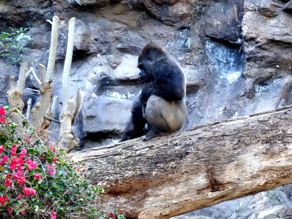 Gorilla at the Loro Parque zoo, during the Discovery Tour