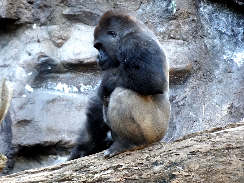 Gorilla at the Loro Parque zoo, during the Discovery Tour