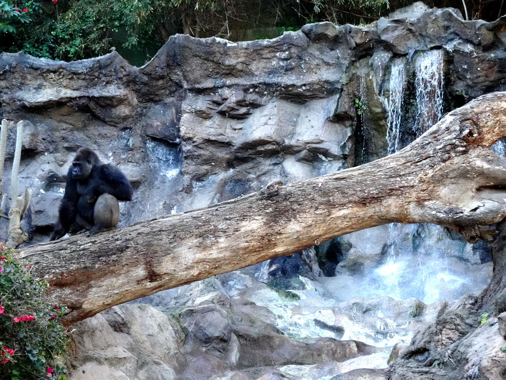 Gorilla and waterfall at the Loro Parque zoo, during the Discovery Tour