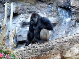 Gorilla at the Loro Parque zoo, during the Discovery Tour