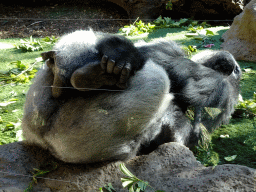 Gorilla at the Loro Parque zoo, during the Discovery Tour