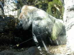 Gorilla at the Loro Parque zoo, during the Discovery Tour